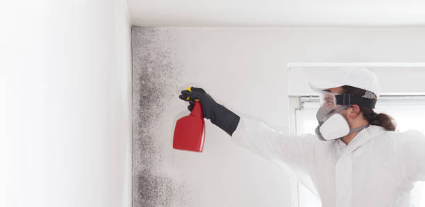 Best Home Mold Removal  in Thornport, OH