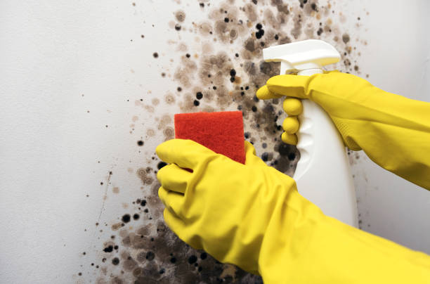 Best Mold Damage Repair  in Thornport, OH