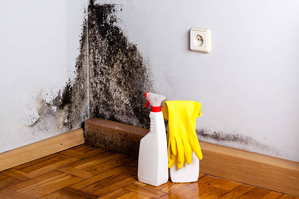 Best Mold Remediation  in Thornport, OH