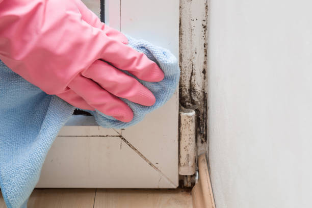 Best Mold Testing  in Thornport, OH